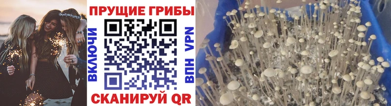 Купить  Майский  Галлюциногенные грибы GOLDEN TEACHER 